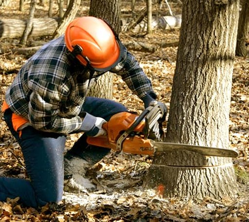 Tree Removal in Hall, NY